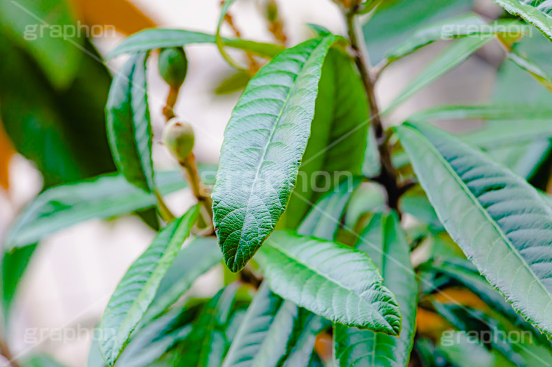 木の葉,葉,葉っぱ,はっぱ,木,ナチュラル,自然,natural,leaf,autumn,フルサイズ撮影