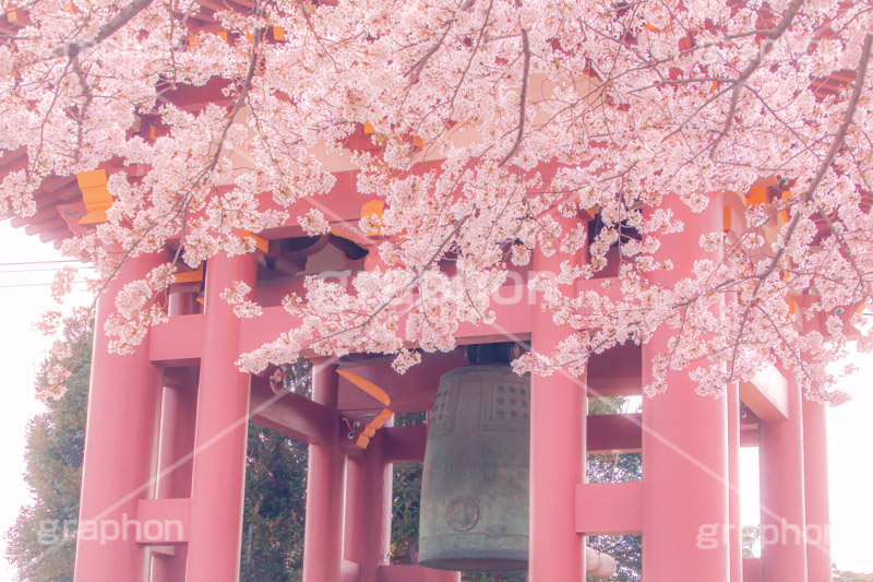 池上本門寺の桜,池上本門寺,寺,参拝,大田区,日蓮宗,池上,桜,さくら,サクラ,花見,お花見,花,お花,フラワー,はな,春,ヴィンテージ,vintage,blossom,japan,spring,flower