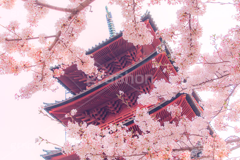 池上本門寺の桜,池上本門寺,寺,参拝,大田区,日蓮宗,池上,桜,さくら,サクラ,花見,お花見,花,お花,フラワー,はな,春,ヴィンテージ,vintage,blossom,japan,spring,flower