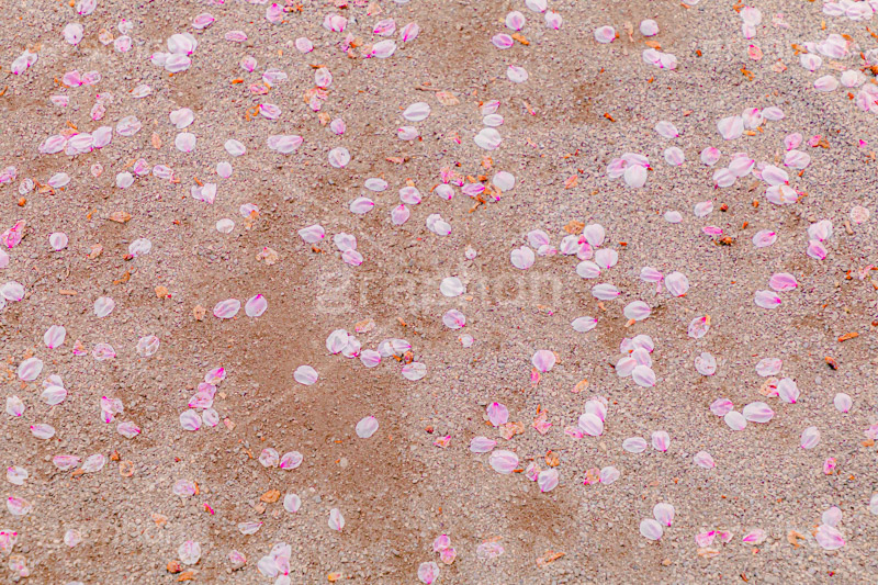 桜の花びら,桜,ソメイヨシノ,さくら,サクラ,花,お花,フラワー,はな,春,花びら,花弁,はなびら,散る,桜吹雪,地面,寂しい,哀愁,春の終わり,blossom,japan,flower