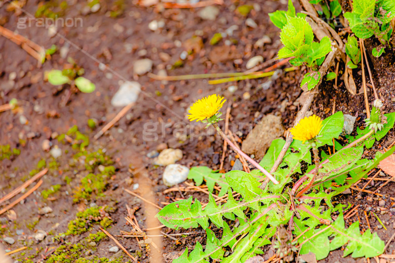 野に咲くタンポポ,たんぽぽ,タンポポ,野原,花,お花,フラワー,野花,雑草,春,キク科,多年草,フヂナ,タナ,flower,spring,フルサイズ撮影