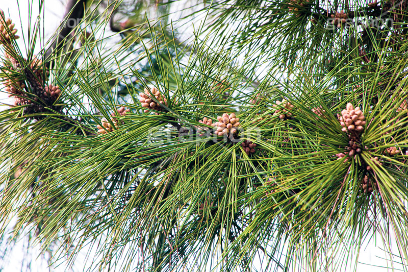 松の木,松,まつ,マツ,針葉樹,樹木,自然,草木,植物,冬芽,pinus,フルサイズ撮影