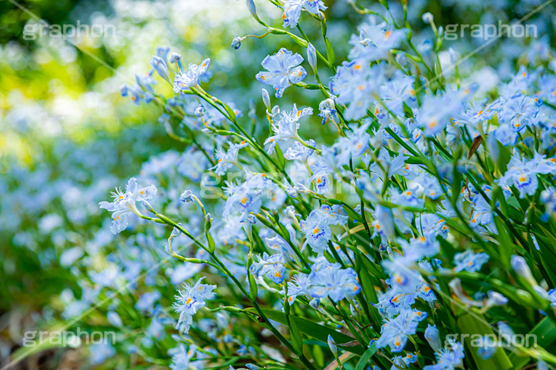 満開のシャガ,シャガ,しゃが,白紫花,著莪,春,花,お花,フラワー,アヤメ科,帰化植物,射干,ヒオウギアヤメ,射干,やかん,胡蝶花,満開,花畑,flower,spring,フルサイズ撮影