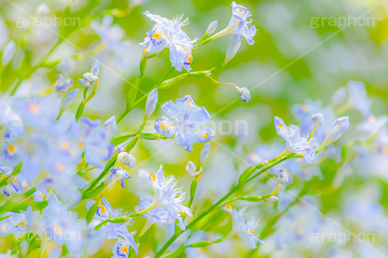 満開のシャガ,シャガ,しゃが,白紫花,著莪,春,花,お花,フラワー,アヤメ科,帰化植物,射干,ヒオウギアヤメ,射干,やかん,胡蝶花,満開,花畑,flower,spring,フルサイズ撮影