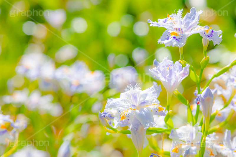 満開のシャガ,シャガ,しゃが,白紫花,著莪,春,花,お花,フラワー,アヤメ科,帰化植物,射干,ヒオウギアヤメ,射干,やかん,胡蝶花,満開,花畑,flower,spring,フルサイズ撮影