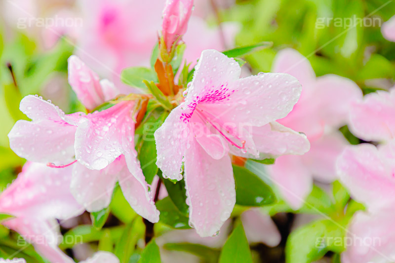 雨に濡れるツツジ,雨,雨の日,雨粒,水滴,満開のツツジ,ツツジ,つつじ,春,花,お花,満開,フラワー,flower,spring,rain