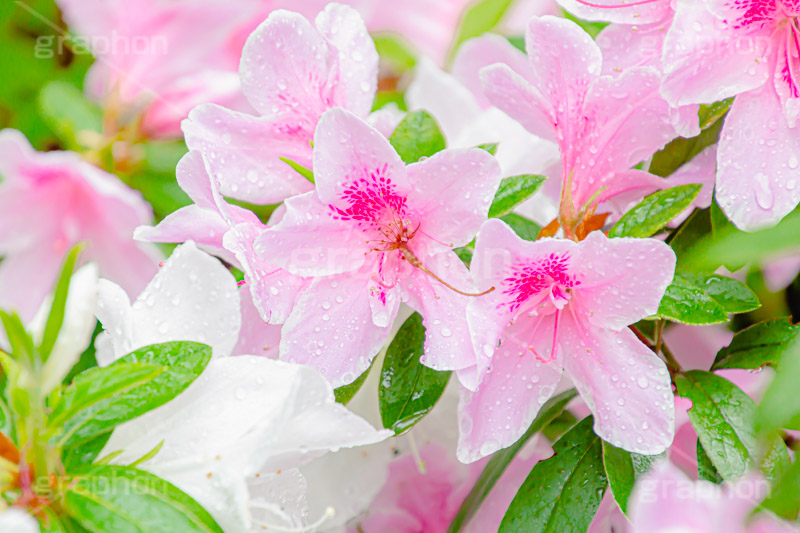 雨に濡れるツツジ,雨,雨の日,雨粒,水滴,満開のツツジ,ツツジ,つつじ,春,花,お花,満開,フラワー,flower,spring,rain