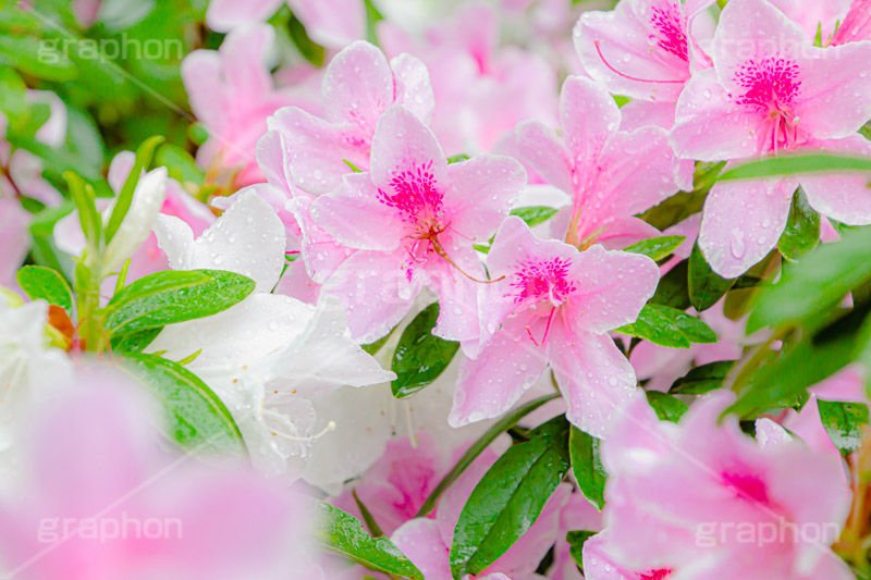 雨に濡れるツツジ,雨,雨の日,雨粒,水滴,満開のツツジ,ツツジ,つつじ,春,花,お花,満開,フラワー,flower,spring,rain