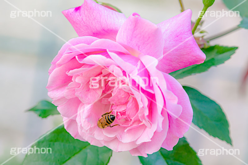 薔薇に蜂,蜂,ハチ,はち,蜜蜂,ミツバチ,蜜,昆虫,バラ,花,お花,フラワー,ローズ,園芸種,灌木,低木,つる植物,春,薔薇,flower,rose,spring,フルサイズ撮影
