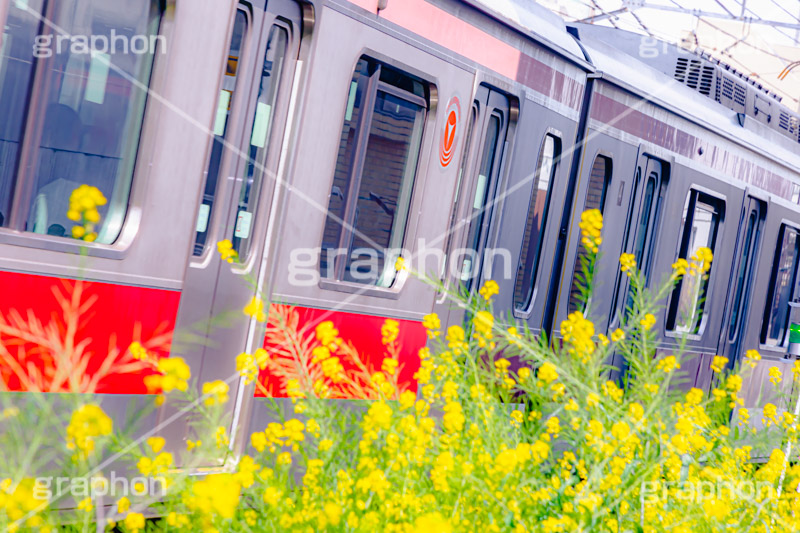 春の東横線,東横線,電車,車両,電車/鉄道,旅行,旅,菜の花,なのはな,菜の花畑,菜,花,お花,フラワー,はな,花畑,キレイ,きれい,綺麗,満開,咲,咲いた,さいた,黄色,アブラナ,あぶらな,アブラナ科,セイヨウアブラナ,春,spring,flower,train,travel,フルサイズ撮影