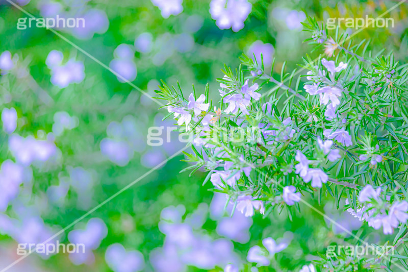 ウエストリンギア,針状,低木,オーストラリアン･ローズマリー,花,小花,フラワー,植物,春,flower,spring,フルサイズ撮影