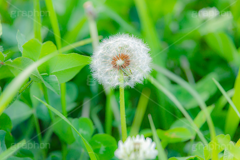 綿毛,種,種子,綿,野に咲く綿毛,飛ぶ,たんぽぽ,タンポポ,野原,花,お花,フラワー,野花,雑草,春,キク科,多年草,フヂナ,タナ,flower,spring,フルサイズ撮影