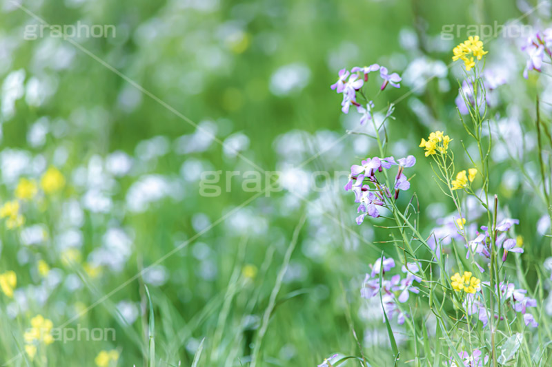 春の終わり,散る,枯れる,寂しい,哀愁,ムラサキハナナ,菜の花,なのはな,菜の花畑,菜,花,お花,フラワー,はな,雑草,アブラナ,あぶらな,アブラナ科,セイヨウアブラナ,春,spring,flower,フルサイズ撮影