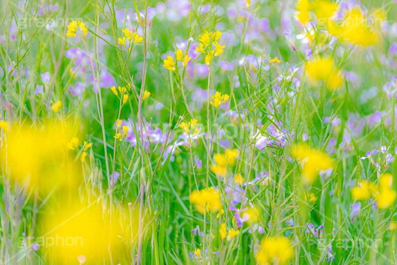 春の終わり,散る,枯れる,寂しい,哀愁,ムラサキハナナ,菜の花,なのはな,菜の花畑,菜,花,お花,フラワー,はな,雑草,アブラナ,あぶらな,アブラナ科,セイヨウアブラナ,春,spring,flower,フルサイズ撮影