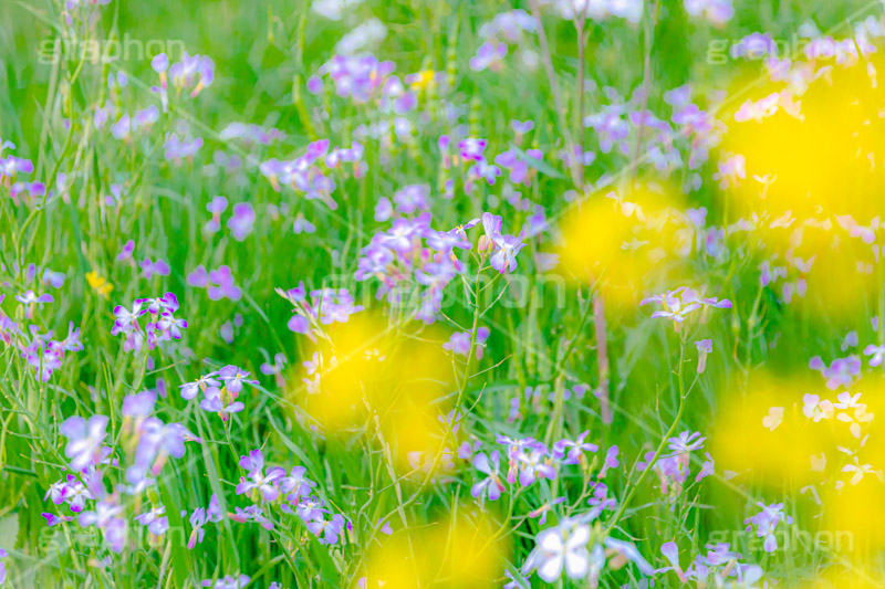 春の終わり,散る,枯れる,寂しい,哀愁,ムラサキハナナ,菜の花,なのはな,菜の花畑,菜,花,お花,フラワー,はな,雑草,アブラナ,あぶらな,アブラナ科,セイヨウアブラナ,春,spring,flower,フルサイズ撮影