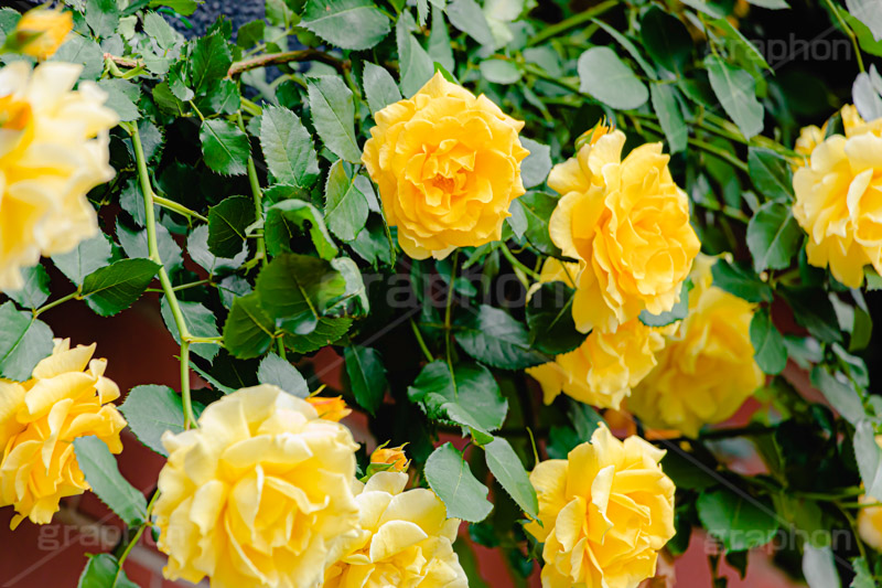 黄色い薔薇,バラ,薔薇,花,お花,フラワー,ローズ,園芸種,灌木,低木,つる植物,春,flower,rose,spring,フルサイズ撮影