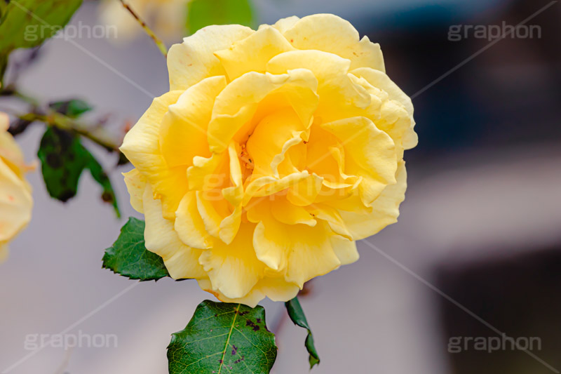 黄色い薔薇,バラ,薔薇,花,お花,フラワー,ローズ,園芸種,灌木,低木,つる植物,春,flower,rose,spring,フルサイズ撮影