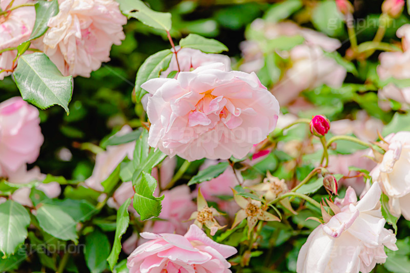 ピンクの薔薇,バラ,薔薇,花,お花,フラワー,ローズ,園芸種,灌木,低木,つる植物,春,flower,rose,spring,フルサイズ撮影