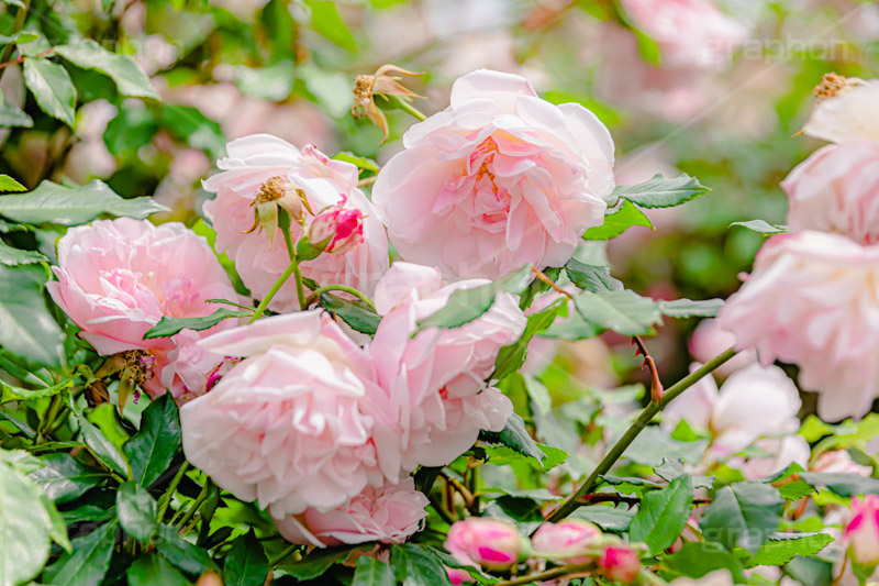 ピンクの薔薇,バラ,薔薇,花,お花,フラワー,ローズ,園芸種,灌木,低木,つる植物,春,flower,rose,spring,フルサイズ撮影