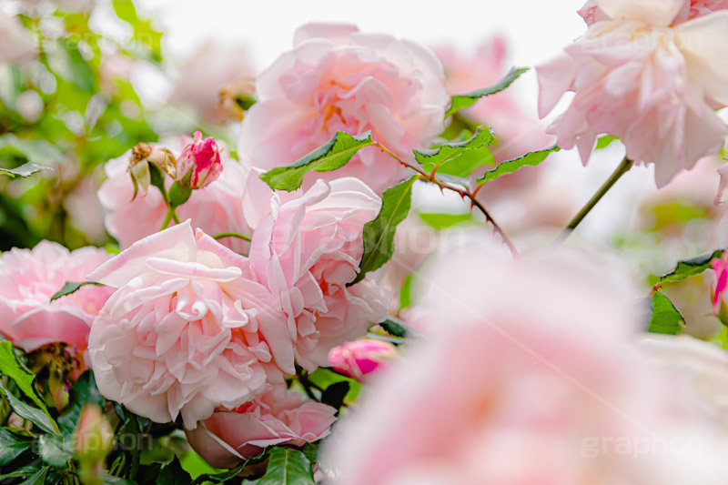 ピンクの薔薇,バラ,薔薇,花,お花,フラワー,ローズ,園芸種,灌木,低木,つる植物,春,flower,rose,spring,フルサイズ撮影