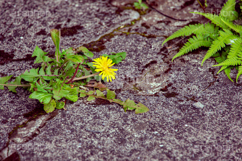 生命力,たんぽぽ,タンポポ,アスファルト,花,お花,フラワー,野花,雑草,春,キク科,多年草,フヂナ,タナ,flower,spring,フルサイズ撮影