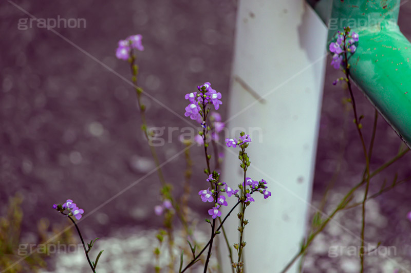 生命力,マツバウンラン,アスファルト,花,お花,フラワー,野花,雑草,オオバコ科,春,flower,spring,フルサイズ撮影