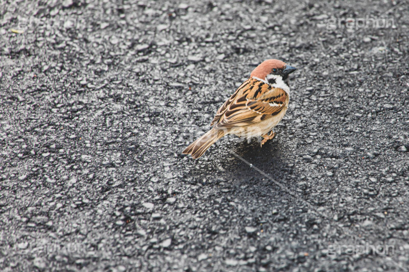 見返り美人,見返り,振り向き,すずめ,スズメ,烏,雀,野鳥,野生,フルサイズ撮影