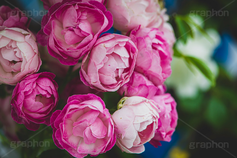 ピンクの薔薇,バラ,薔薇,花,お花,フラワー,ローズ,園芸種,灌木,低木,つる植物,春,flower,rose,spring,フルサイズ撮影