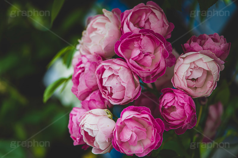 ピンクの薔薇,バラ,薔薇,花,お花,フラワー,ローズ,園芸種,灌木,低木,つる植物,春,flower,rose,spring,フルサイズ撮影