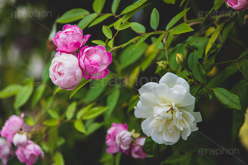 ピンクの薔薇,バラ,薔薇,花,お花,フラワー,ローズ,園芸種,灌木,低木,つる植物,春,flower,rose,spring,フルサイズ撮影