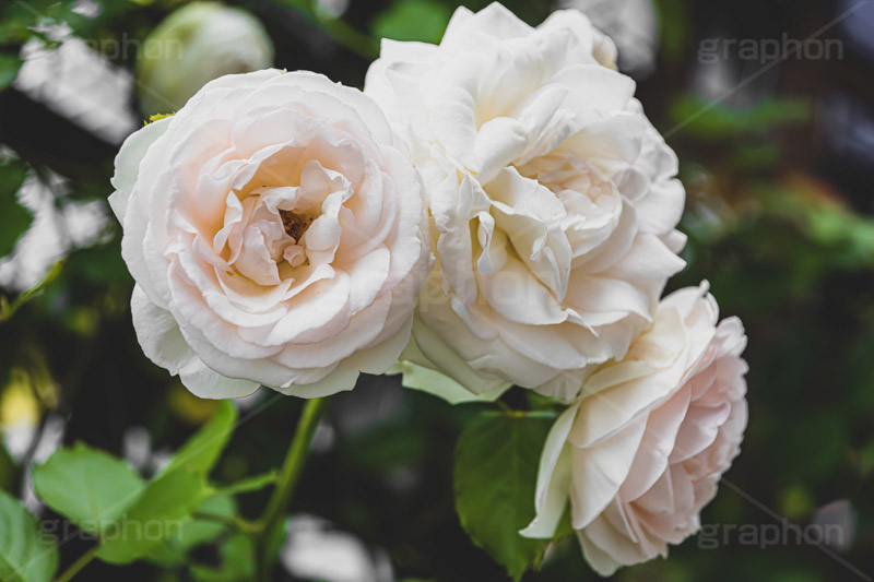 白い薔薇,バラ,薔薇,花,お花,フラワー,ローズ,園芸種,灌木,低木,つる植物,春,flower,rose,spring,フルサイズ撮影