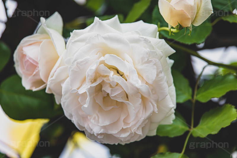 白い薔薇,バラ,薔薇,花,お花,フラワー,ローズ,園芸種,灌木,低木,つる植物,春,flower,rose,spring,フルサイズ撮影