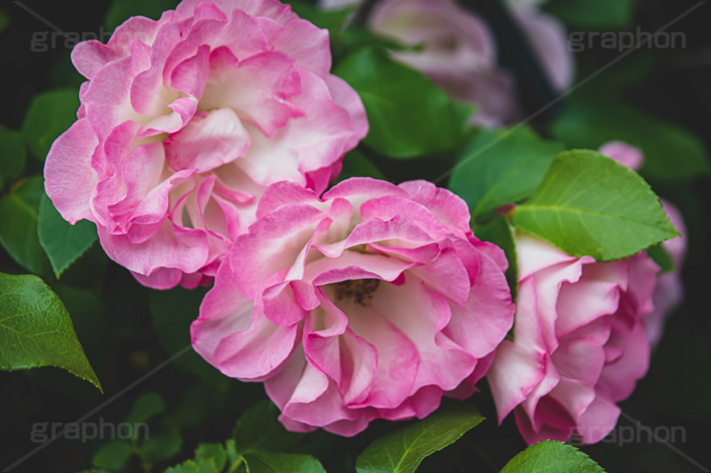 ピンクの薔薇,バラ,薔薇,花,お花,フラワー,ローズ,園芸種,灌木,低木,つる植物,春,flower,rose,spring,フルサイズ撮影