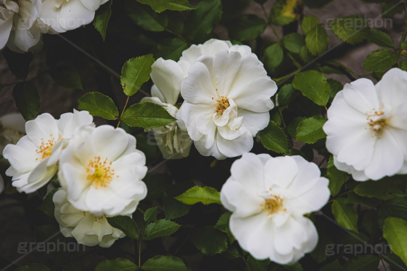 白い薔薇,バラ,薔薇,花,お花,フラワー,ローズ,園芸種,灌木,低木,つる植物,春,flower,rose,spring,フルサイズ撮影