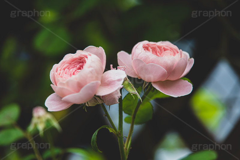 ピンクの薔薇,バラ,薔薇,花,お花,フラワー,ローズ,園芸種,灌木,低木,つる植物,春,flower,rose,spring,フルサイズ撮影