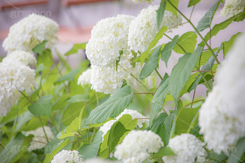 白い紫陽花,あじさい,アジサイ,アナベル,紫陽花,梅雨,つゆ,ホンアジサイ,季語,花,フラワー,満開,6月,flower,フルサイズ撮影