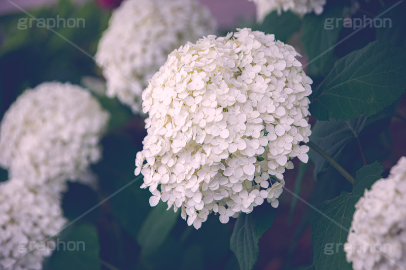 白い紫陽花,あじさい,アジサイ,アナベル,紫陽花,梅雨,つゆ,ホンアジサイ,季語,花,フラワー,満開,6月,flower,フルサイズ撮影