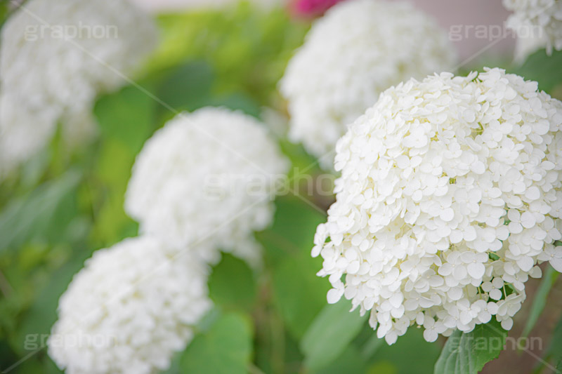 白い紫陽花,あじさい,アジサイ,アナベル,紫陽花,梅雨,つゆ,ホンアジサイ,季語,花,フラワー,満開,6月,flower,フルサイズ撮影