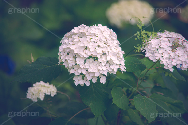 白い紫陽花,あじさい,アジサイ,アナベル,紫陽花,梅雨,つゆ,ホンアジサイ,季語,花,フラワー,満開,6月,flower,フルサイズ撮影