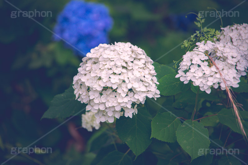 白い紫陽花,あじさい,アジサイ,アナベル,紫陽花,梅雨,つゆ,ホンアジサイ,季語,花,フラワー,満開,6月,flower,フルサイズ撮影