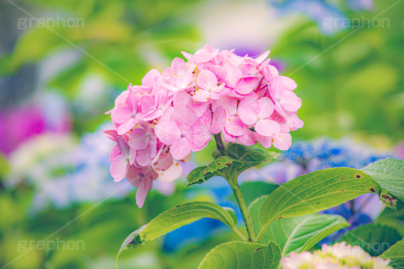 ピンクの紫陽花,あじさい,アジサイ,紫陽花,梅雨,つゆ,ホンアジサイ,季語,花,フラワー,満開,6月,flower,フルサイズ撮影