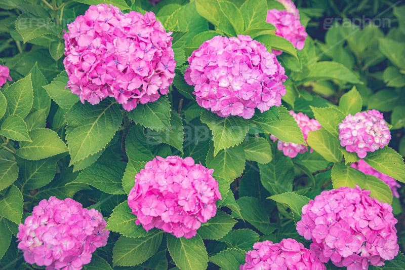 ピンクの紫陽花,あじさい,アジサイ,紫陽花,梅雨,つゆ,ホンアジサイ,季語,花,フラワー,満開,6月,flower,フルサイズ撮影