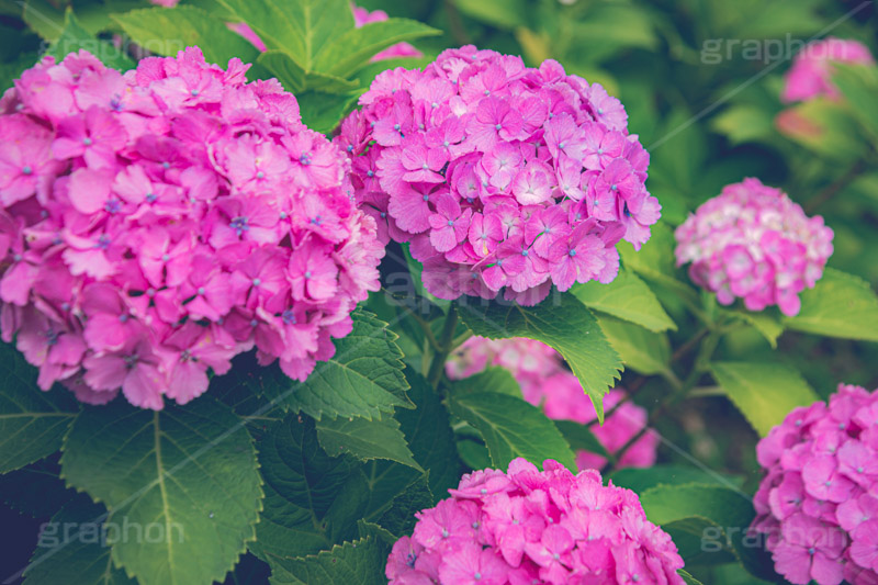 ピンクの紫陽花,あじさい,アジサイ,紫陽花,梅雨,つゆ,ホンアジサイ,季語,花,フラワー,満開,6月,flower,フルサイズ撮影