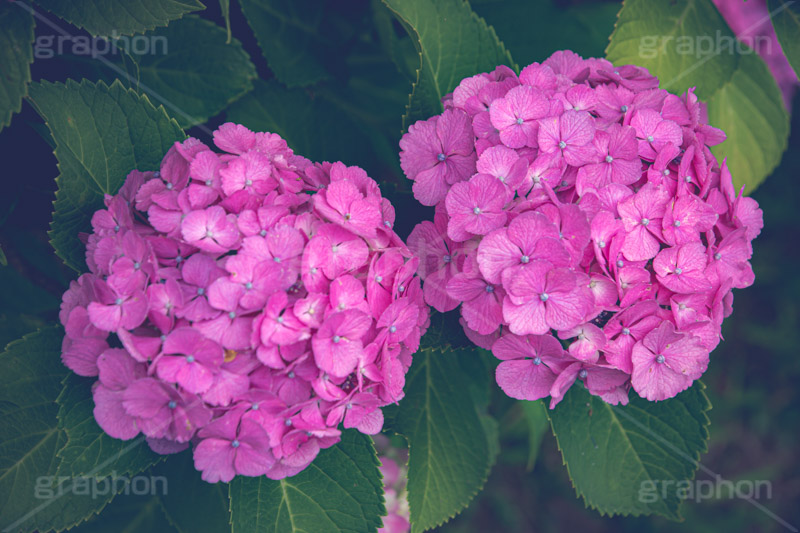 ピンクの紫陽花,あじさい,アジサイ,紫陽花,梅雨,つゆ,ホンアジサイ,季語,花,フラワー,満開,6月,flower,フルサイズ撮影