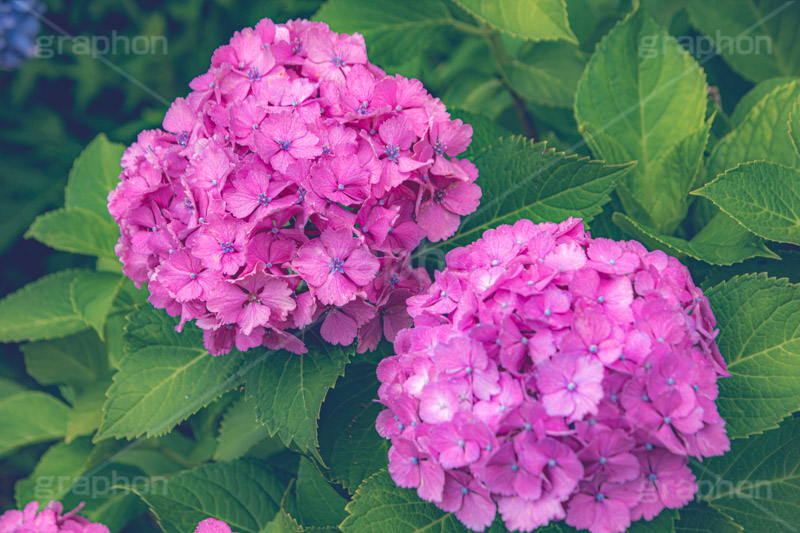 ピンクの紫陽花,あじさい,アジサイ,紫陽花,梅雨,つゆ,ホンアジサイ,季語,花,フラワー,満開,6月,flower,フルサイズ撮影