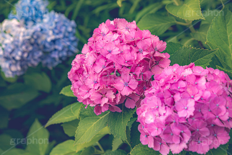 ピンクの紫陽花,あじさい,アジサイ,紫陽花,梅雨,つゆ,ホンアジサイ,季語,花,フラワー,満開,6月,flower,フルサイズ撮影
