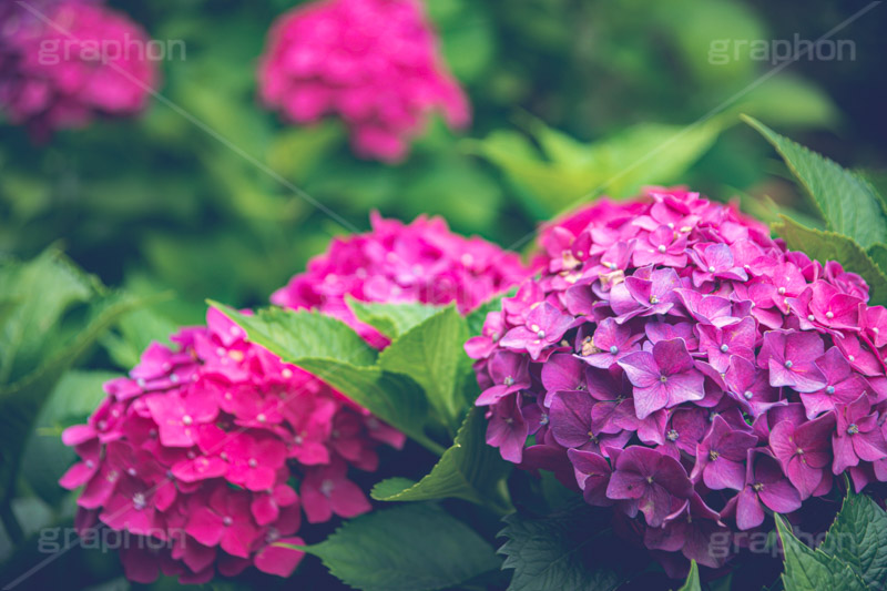 ピンクの紫陽花,あじさい,アジサイ,紫陽花,梅雨,つゆ,ホンアジサイ,季語,花,フラワー,満開,6月,flower,フルサイズ撮影