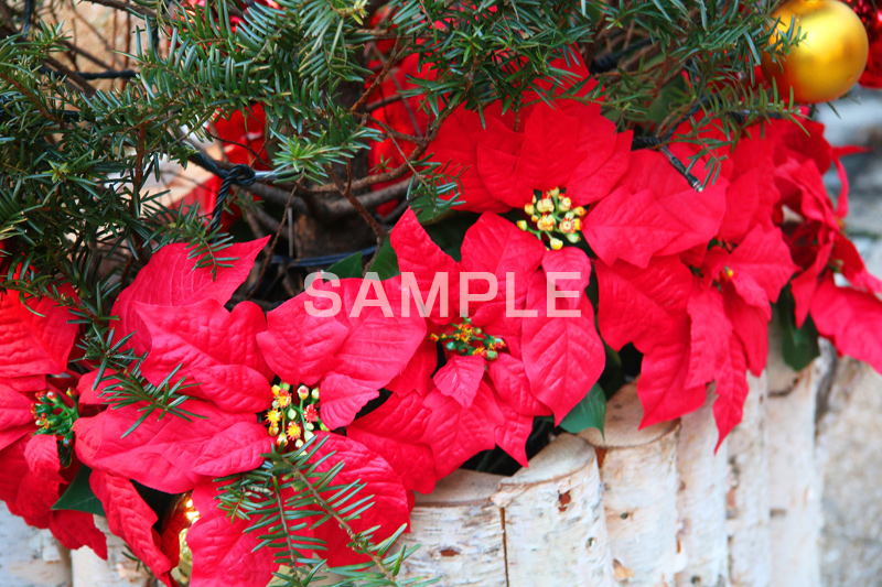 ポインセチア,クリスマスの花,デコレーション,飾り,オーナメント,真っ赤,冬,イベント,行事,flower,winter,Christmas