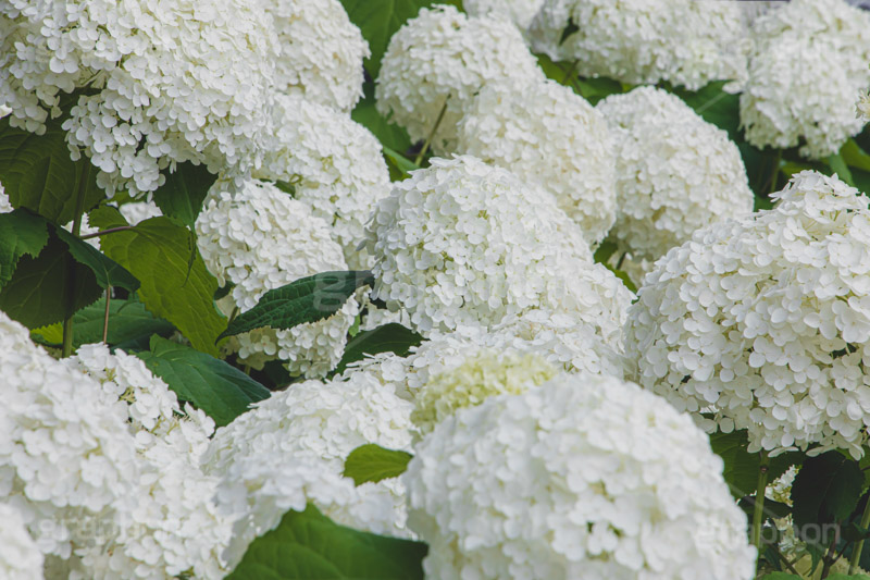 白い紫陽花,あじさい,アジサイ,アナベル,紫陽花,梅雨,つゆ,ホンアジサイ,季語,花,フラワー,満開,6月,flower,フルサイズ撮影