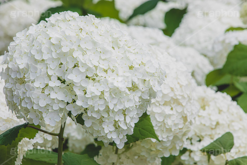 白い紫陽花,あじさい,アジサイ,アナベル,紫陽花,梅雨,つゆ,ホンアジサイ,季語,花,フラワー,満開,6月,flower,フルサイズ撮影
